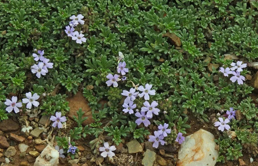 Glandularia Microphylla