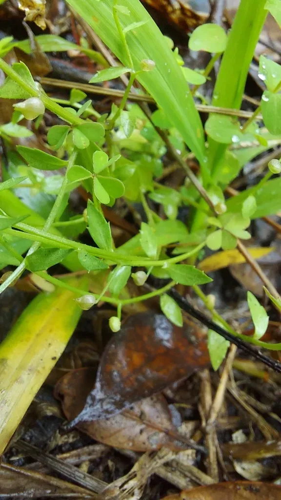 Brooksville Bellflower