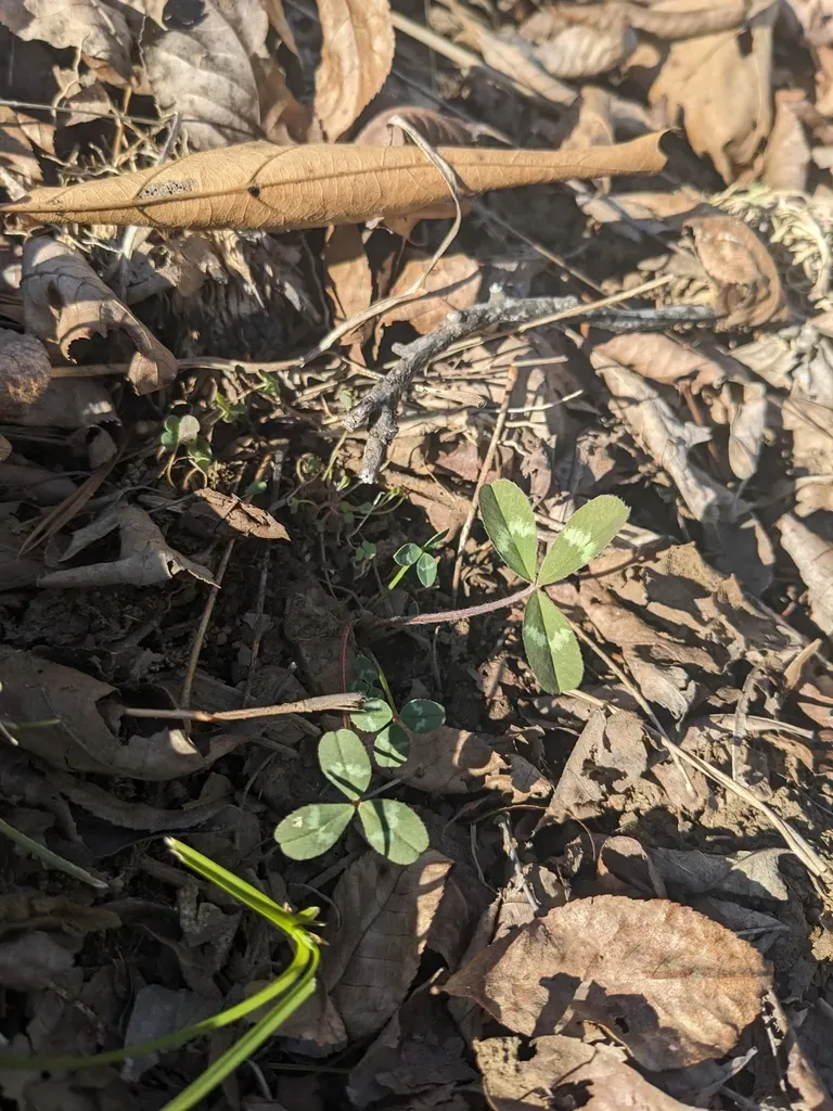 Kates Mountain Clover