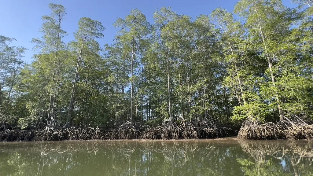 Gentleman Giant Mangrove