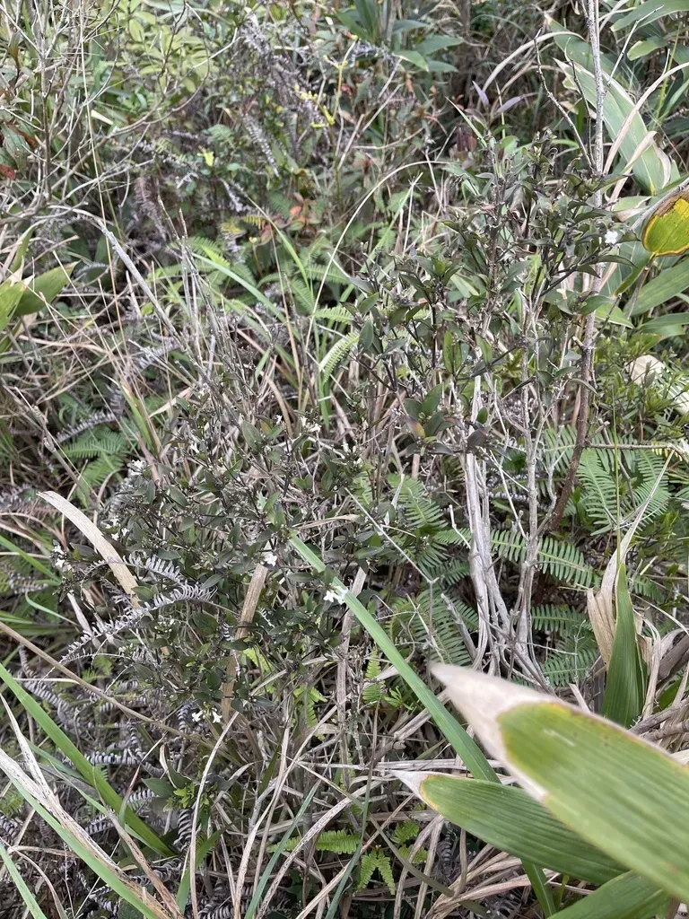 Oldenlandia Bodinieri