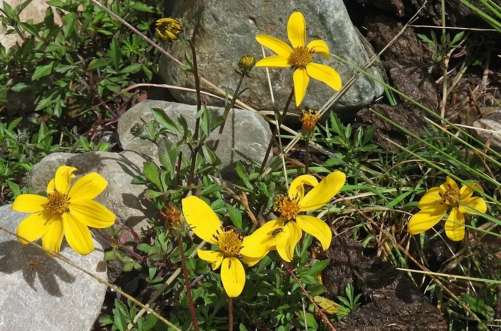 Bidens Andicola