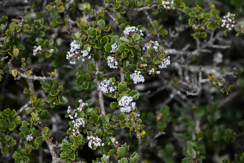 Nicasio Ceanothus