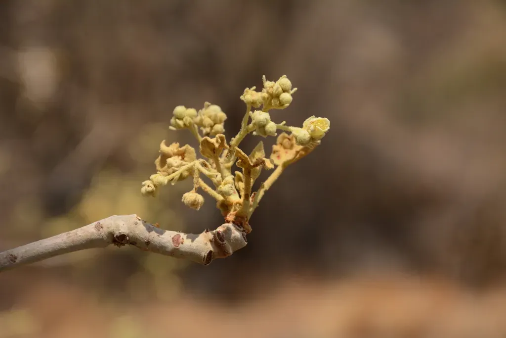 Givotia Rottleriformis