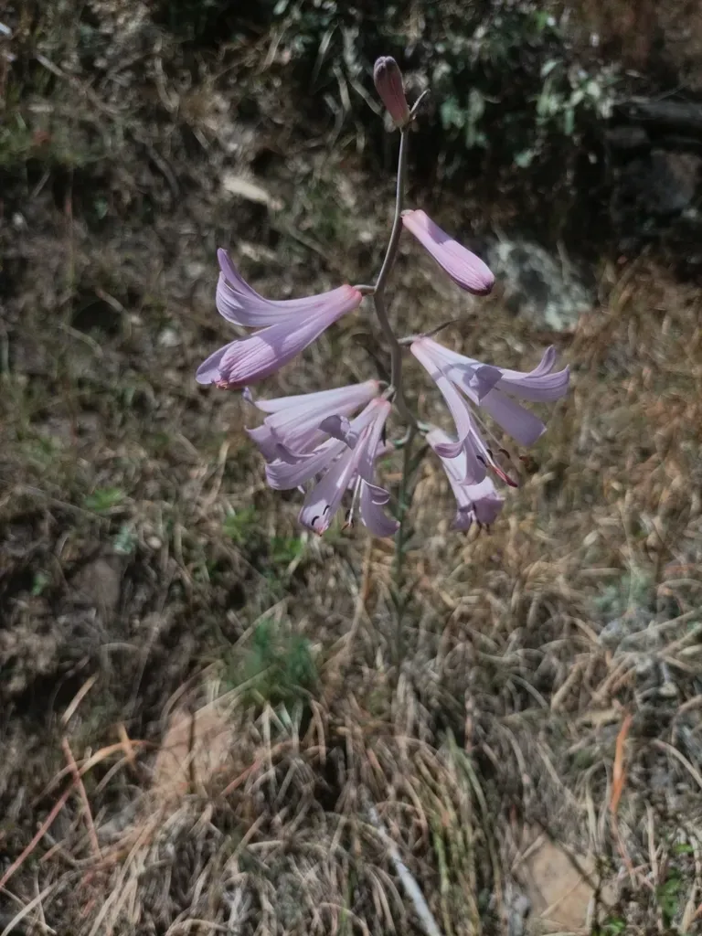 Notholirion Thomsonianum