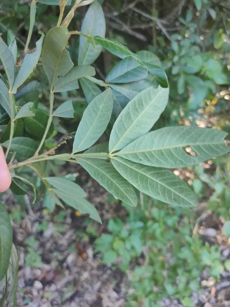 Cossinia Australiana