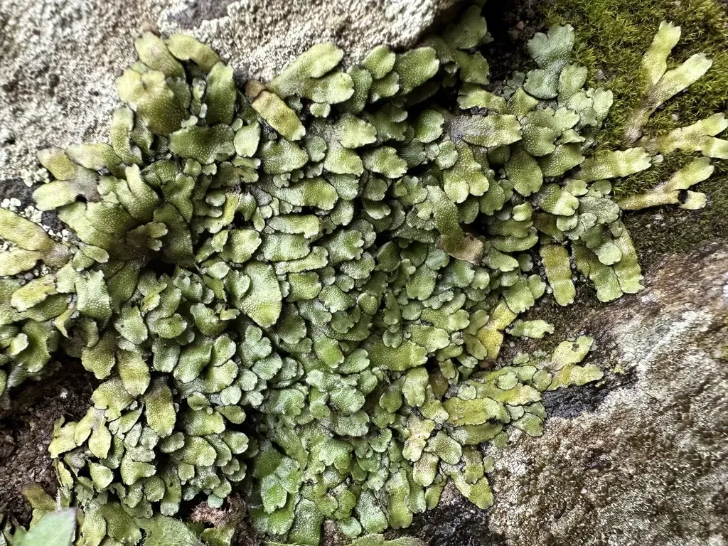 Targionia Lorbeeriana