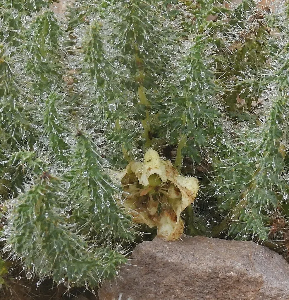 Caiophora Coronata