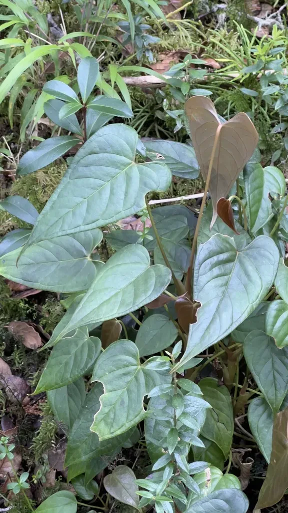 Anthurium Concinnatum