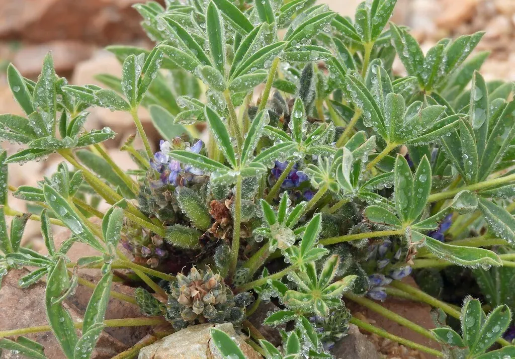 Lupinus Subinflatus