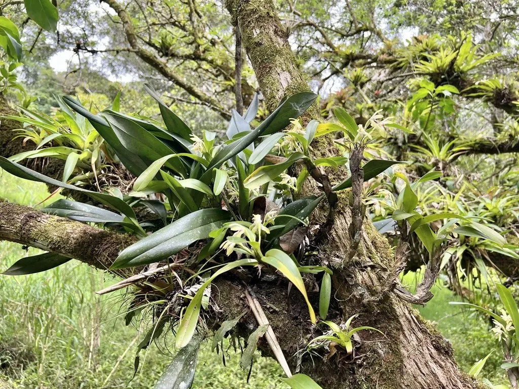 Maxillaria Bracteata