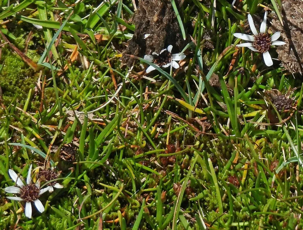 Rockhausenia Pygmaea