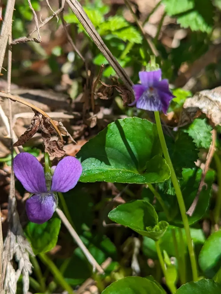 Howell's Violet