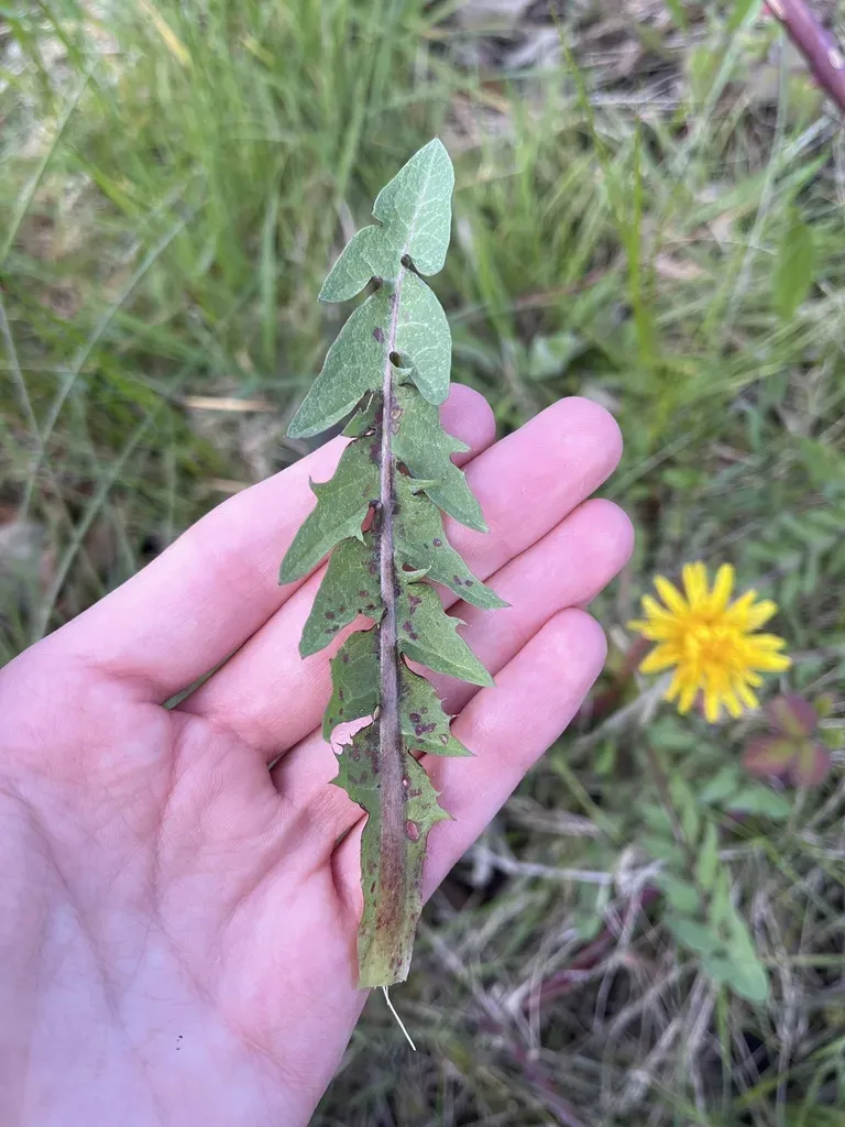 Lustrous-leaved Dandelion