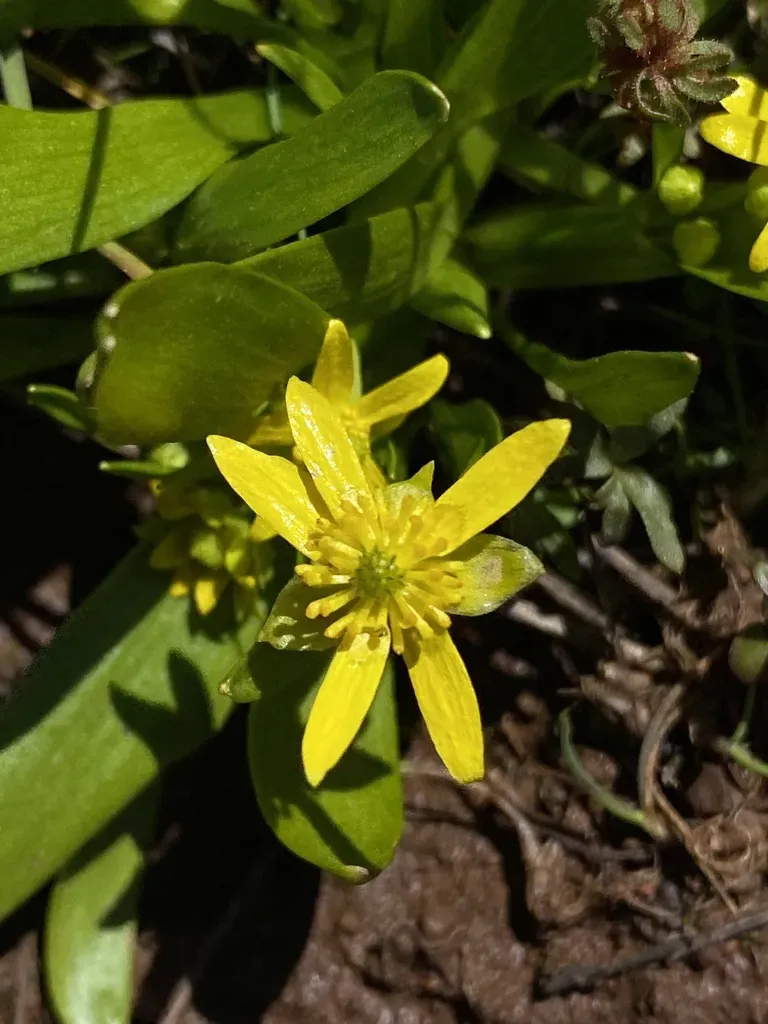 Blue Mountain Buttercup