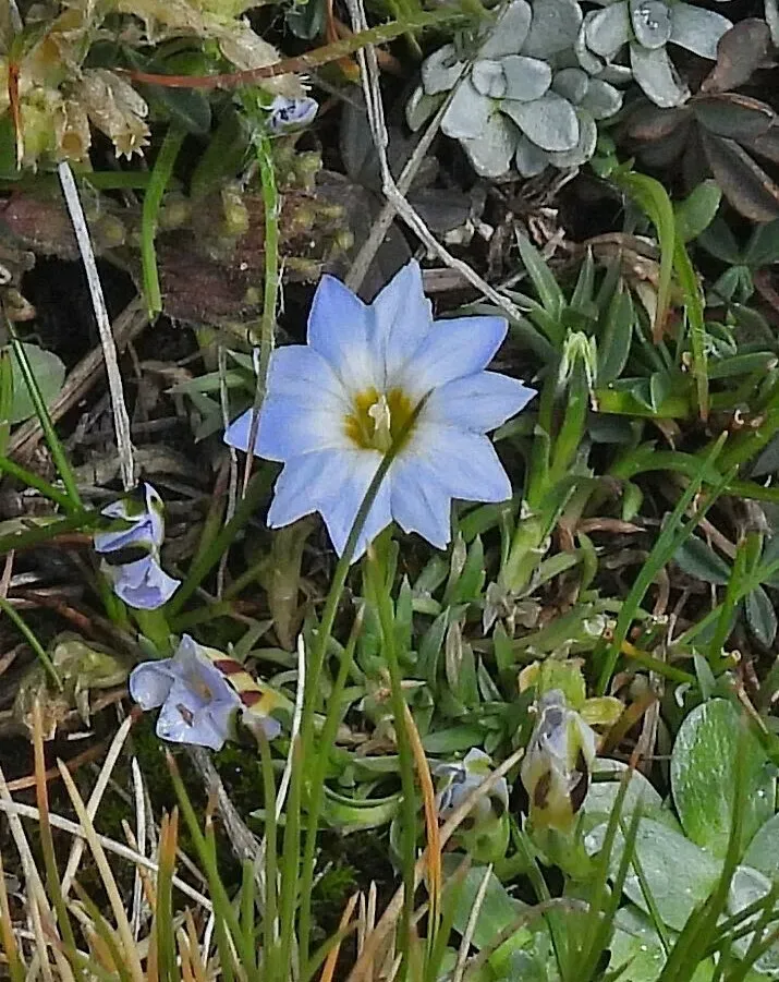 Gentiana Sedifolia