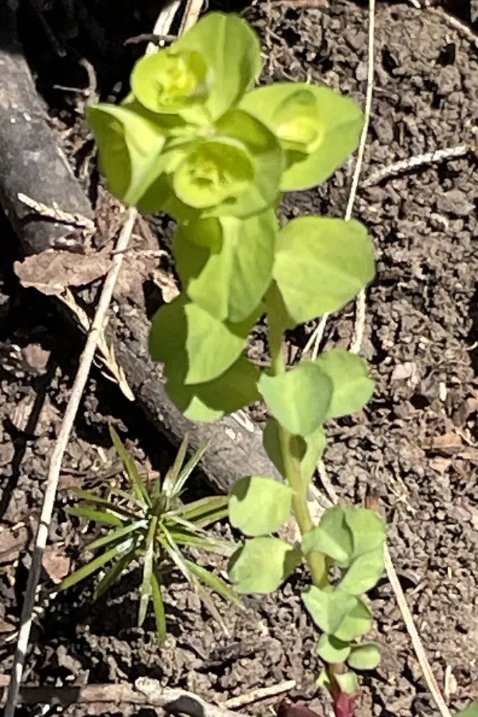 Woodland Spurge