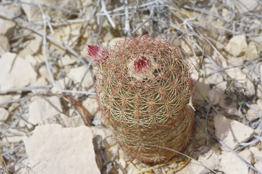 Echinocereus Perplexus