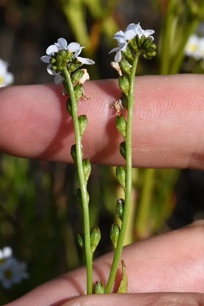 Calistoga Popcornflower