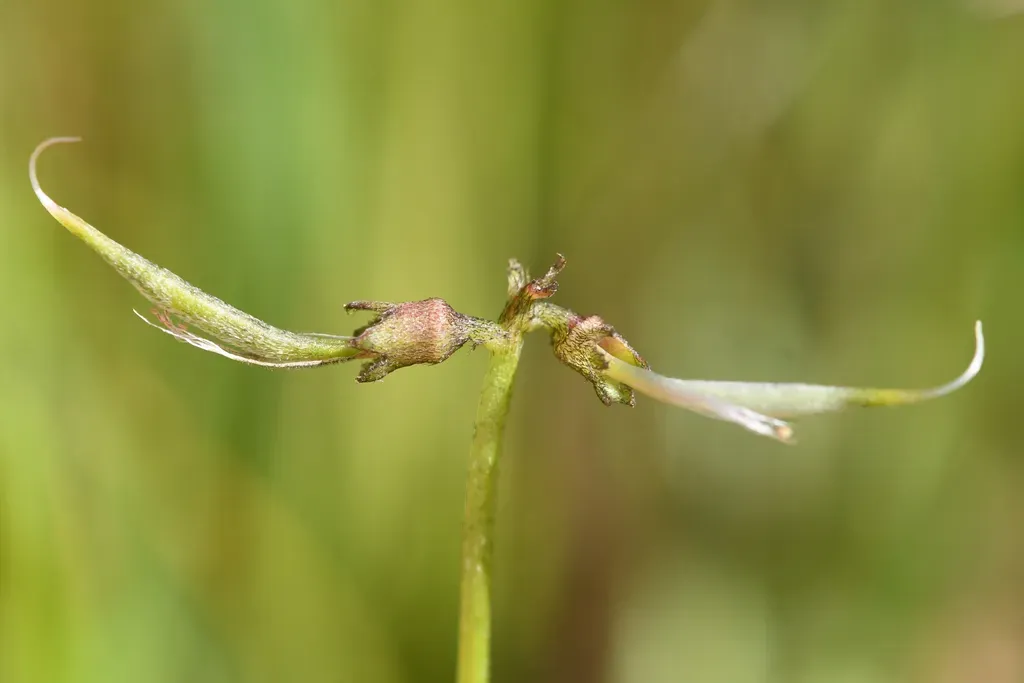 Clara Hunt's Milkvetch