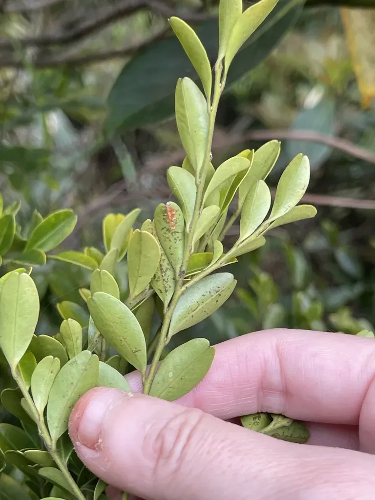 Ilex Lohfauensis