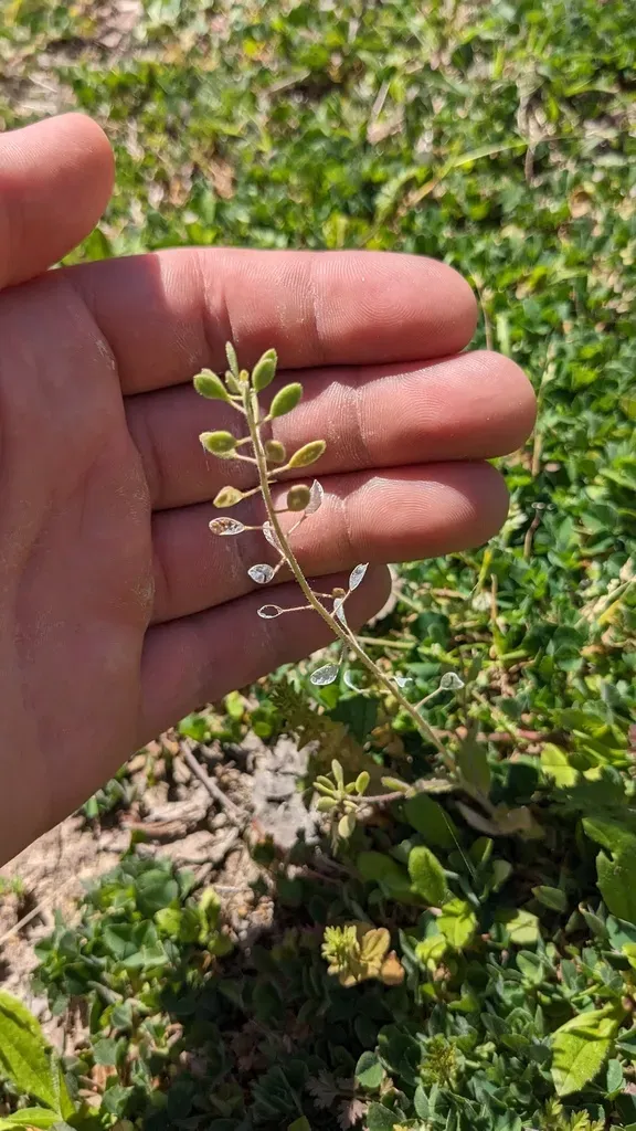 Broadpod Draba