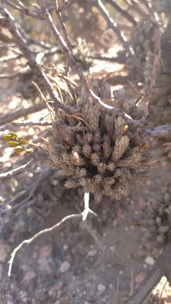 Tillandsia Pedicellata