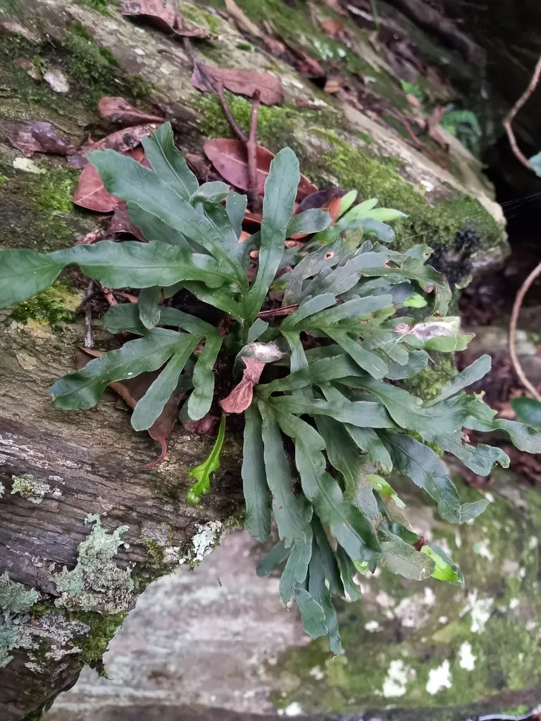Polypodium Ensiforme