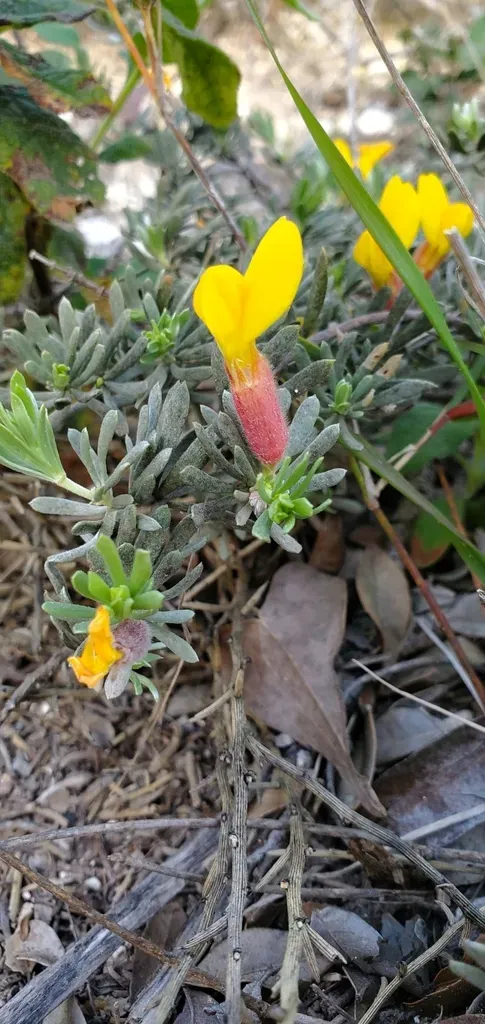 Cytisopsis Pseudocytisus