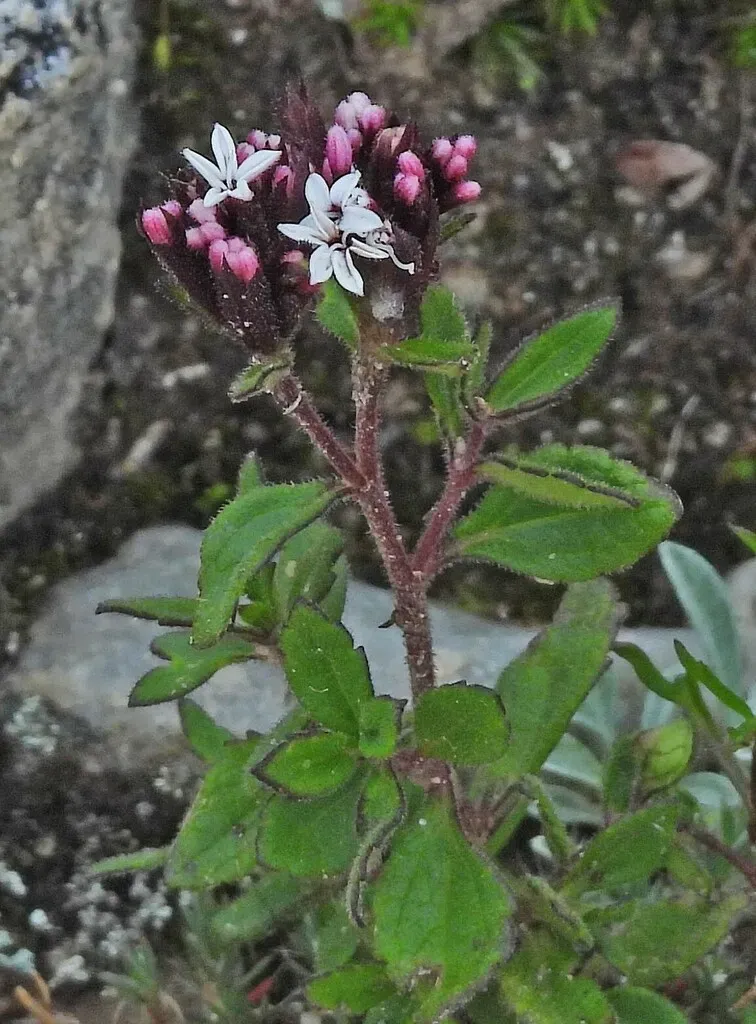 Stevia Chamaedrys
