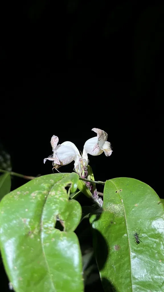 Phlogacanthus Turgidus