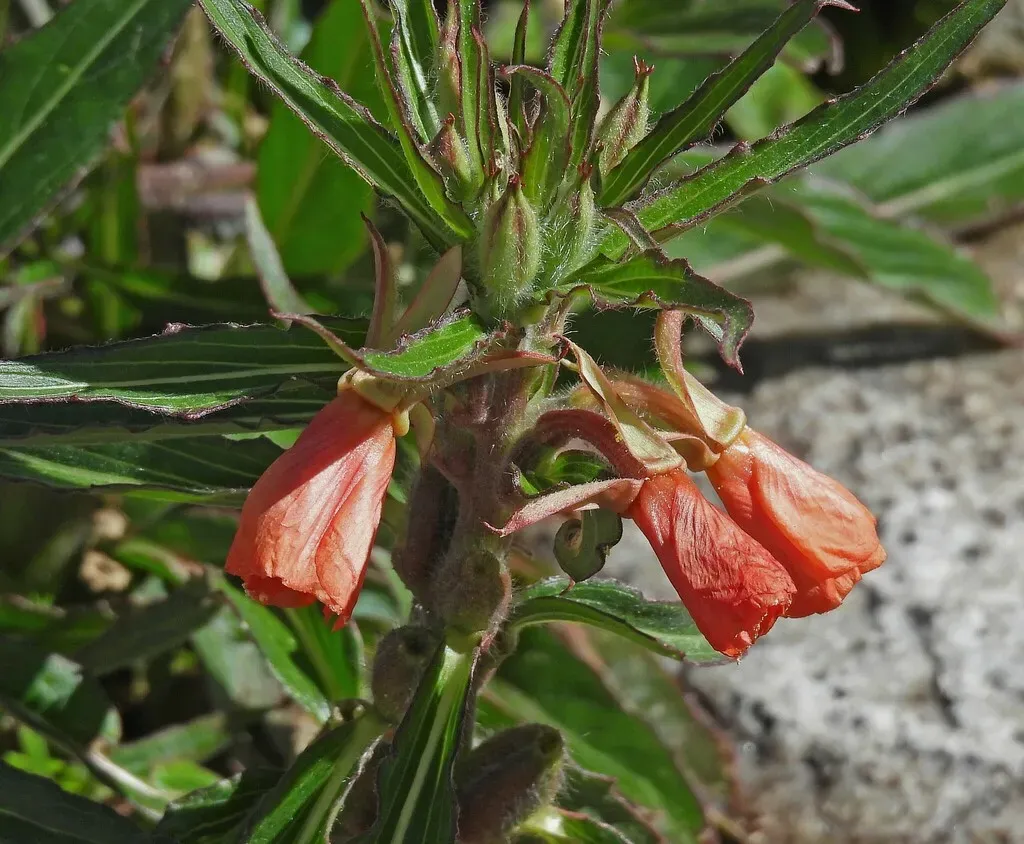 Oenothera Versicolor