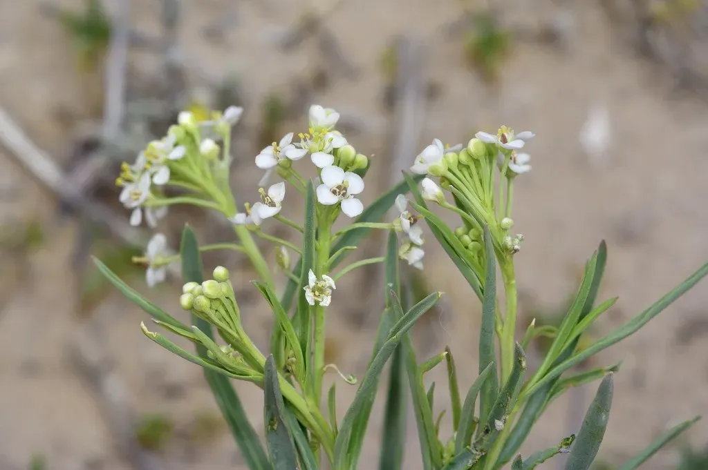 Mesa Pepperwort