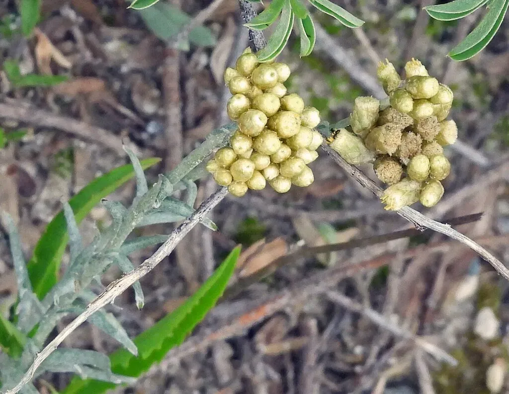 Pseudognaphalium Viravira