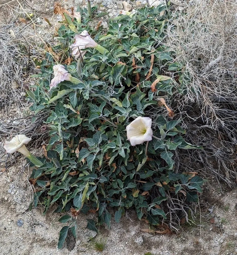 Sacred Datura