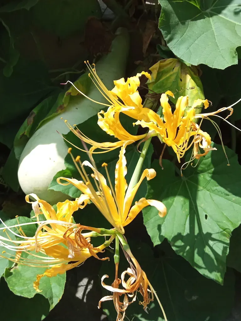 Golden Spider Lily