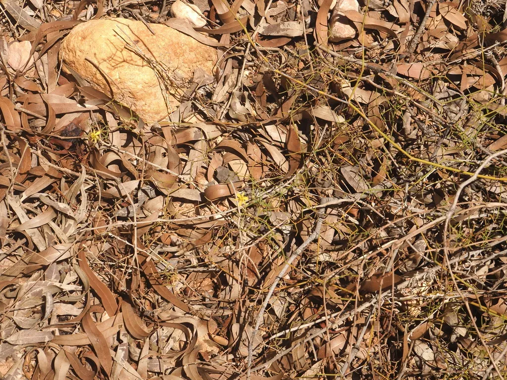 Tricoryne Corynothecoides