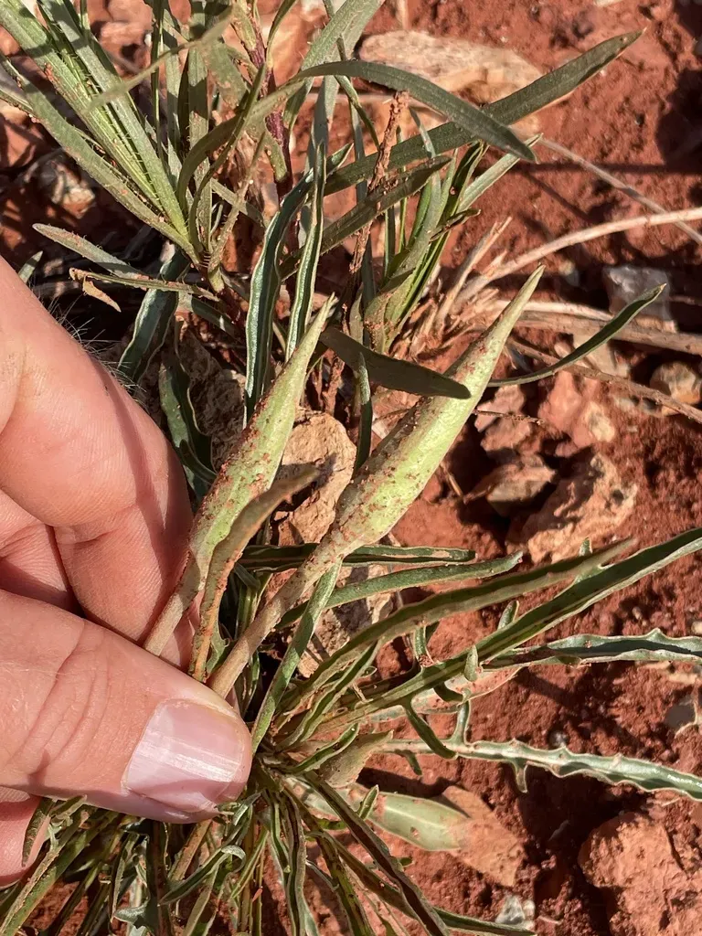 Cory's Evening-primrose