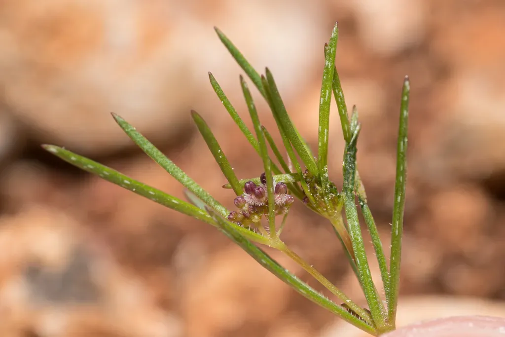 Bristle-like Bedstraw