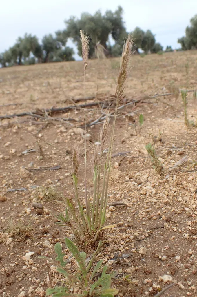 Trisetaria Loeflingiana