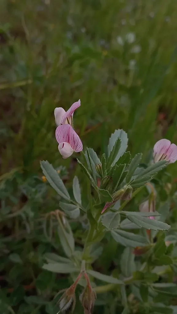 Ononis Biflora
