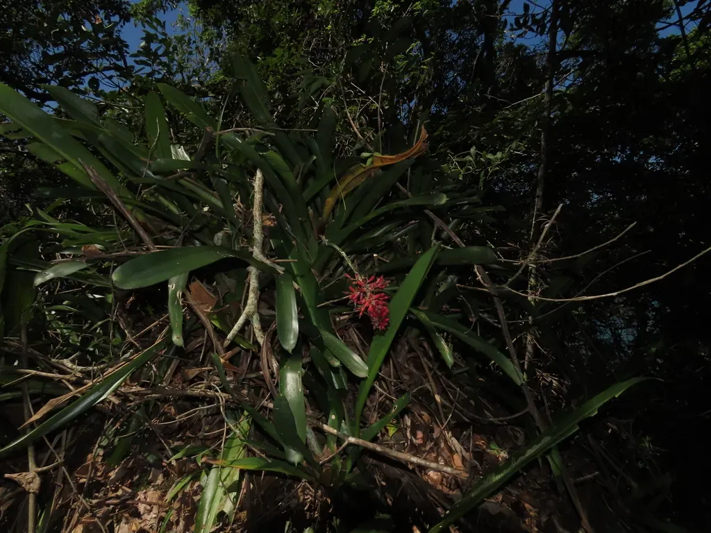 Aechmea Organensis