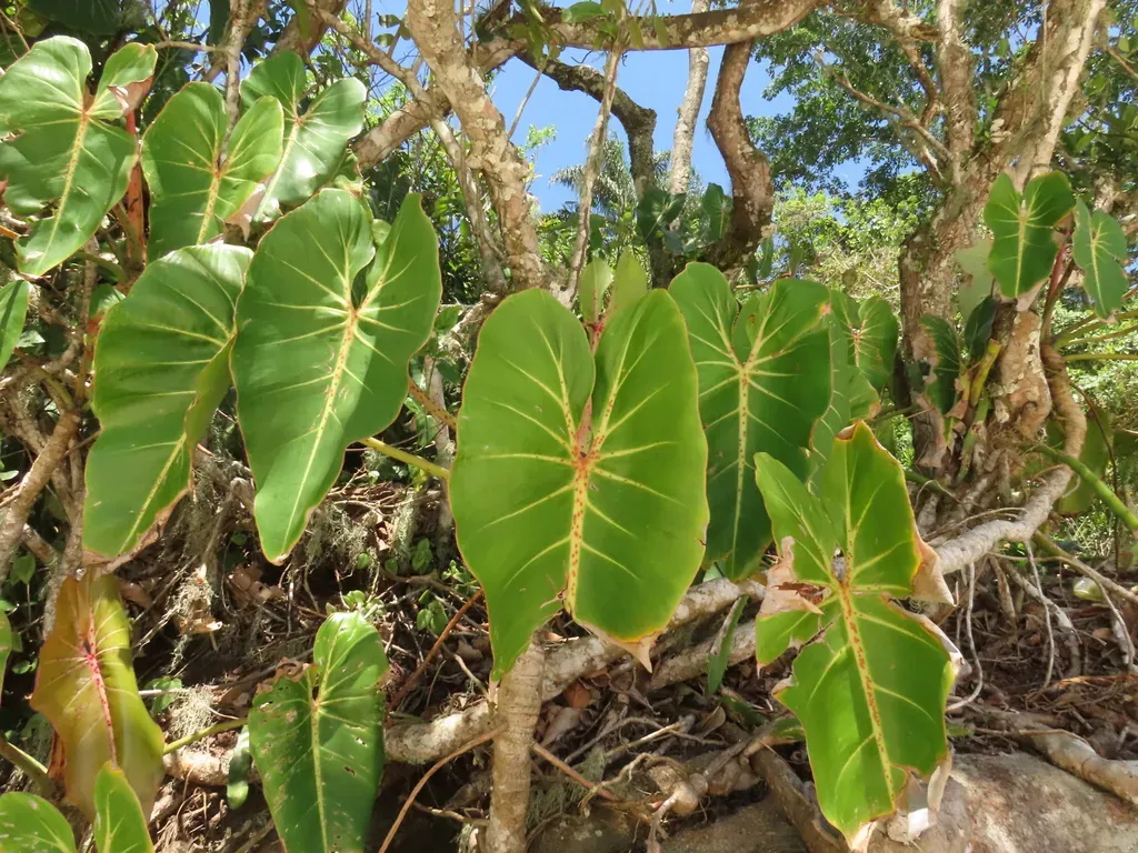 Philodendron Cordatum