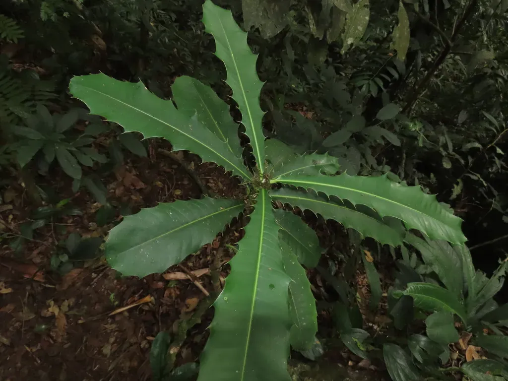 Pachystroma Longifolium