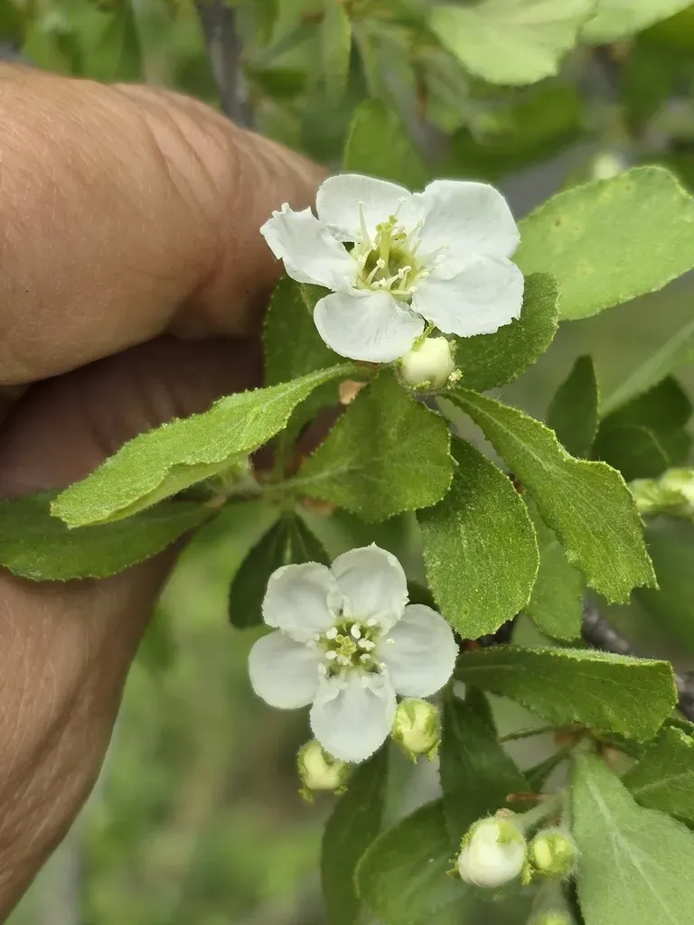 Sandhill Hawthorn