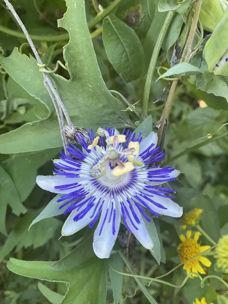 Passiflora Mooreana