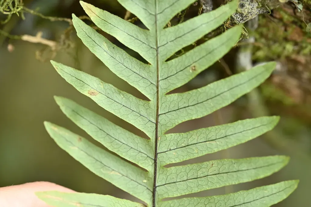 Goniophlebium Raishaense