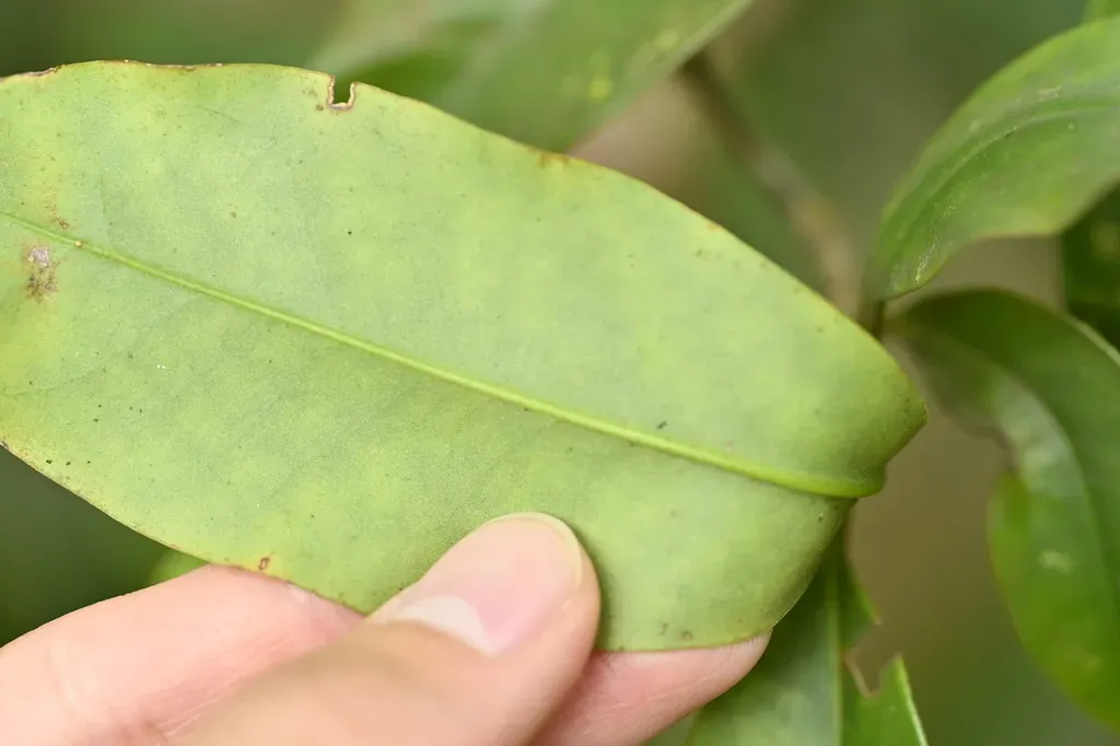 Rhododendron Latoucheae
