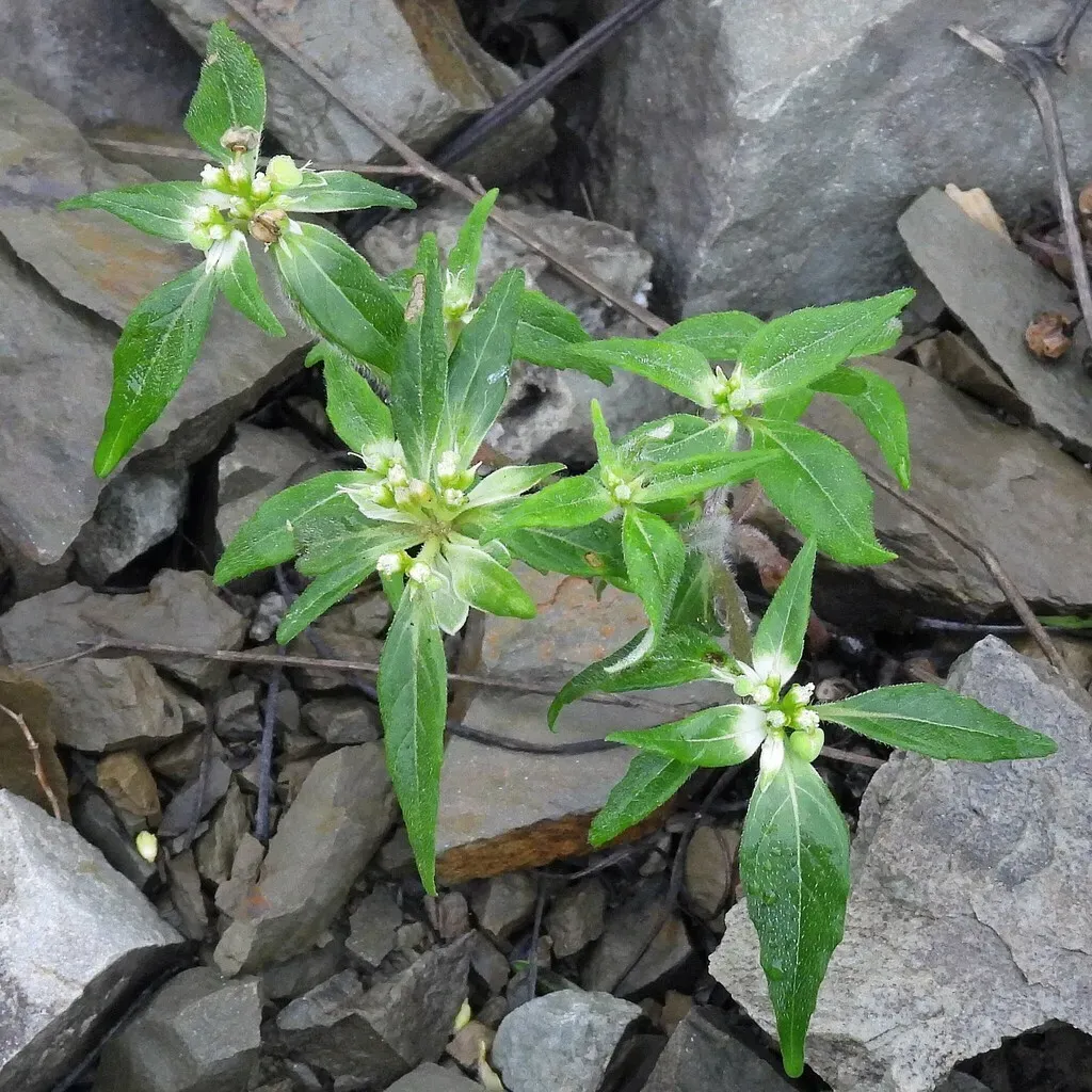 Euphorbia Pentadactyla