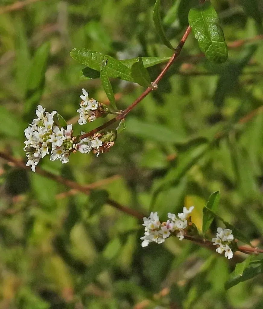 Salimenaea Integrifolia